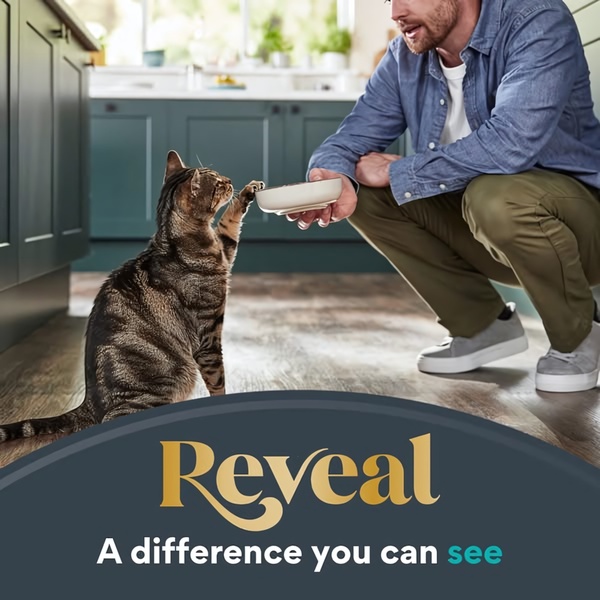 A close-up shot of a pet owner interacting with a cat during feeding time, highlighting the premium quality of the product through visual storytelling.